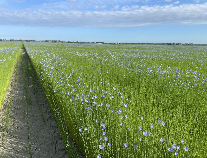 Blooming flax around the longest day of the year