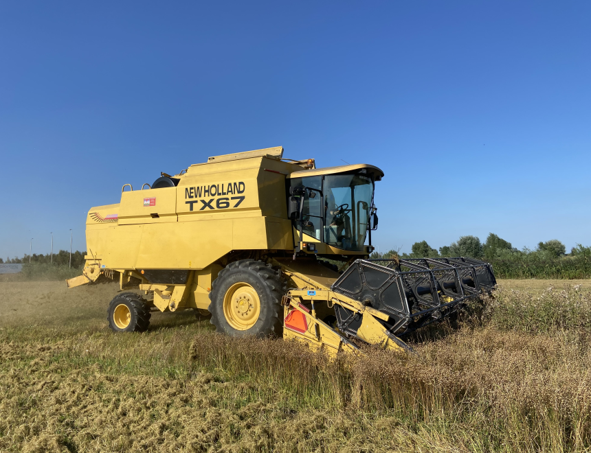 Linseed harvest for Linseed stand oil paint (VIDEO)